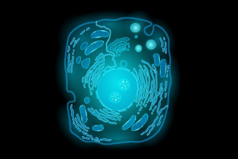 GATTA-Cells 4C