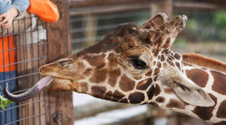 Giraffe at the Zoo_edited.jpg