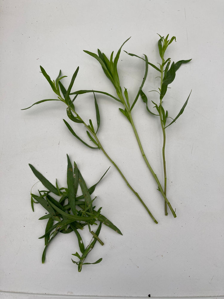 Taking herb cuttings Tarragon