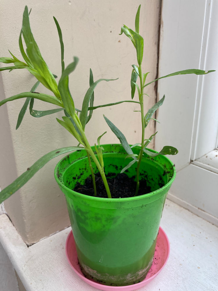 Taking herb cuttings Tarragon
