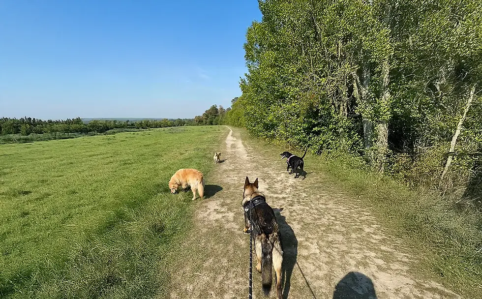 Waglee a dog walker in Shoreham Kent Extended 01.webp