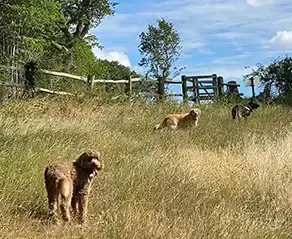 Waglee dog walking in West Malling Kent 292px 03.webp