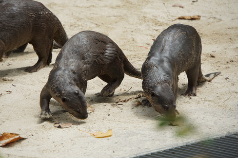 Otterfamilie in den Gardens by the Bay