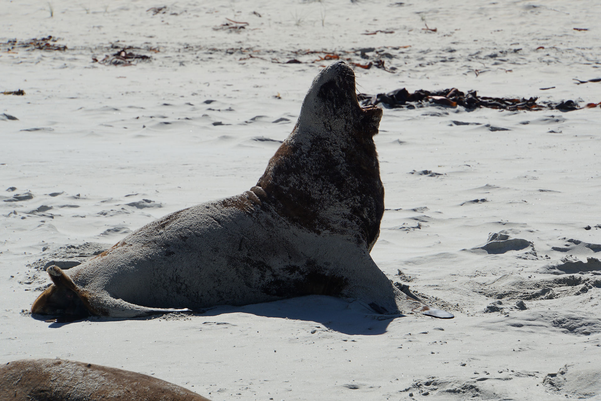 Neuseeländischer Seelöwe am Strand