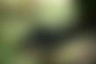 Nebelwaran an einem kleinen Teich