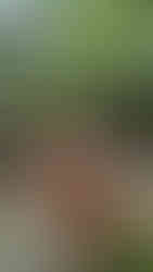 Iced Chocolate mitten im Regenwald