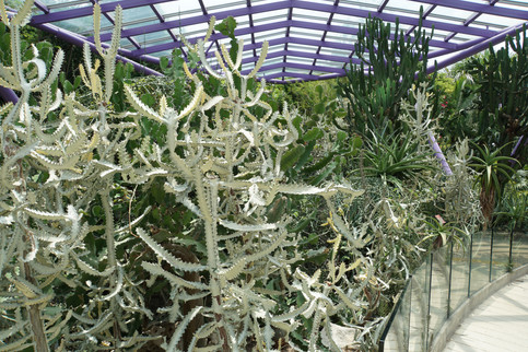 Sun Pavilion mit verrückten Kakteen