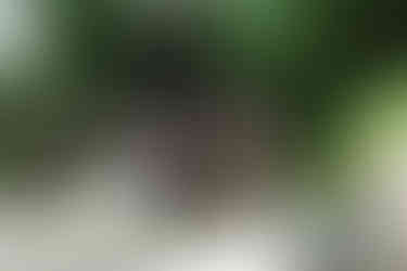 Brillenlanguren am Penang Hill