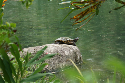 Schildkröte in den Gardens by the Bay