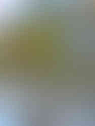 Schwarzes Riesenhörnchen im Baum