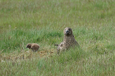 Brauner Skua mit Jungtier neben sich im Gras