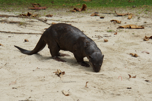 Otter in den Gardens by the Bay
