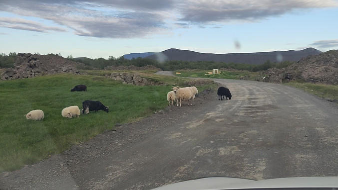 Schafe stehen auf einer unasphaltierten Straße