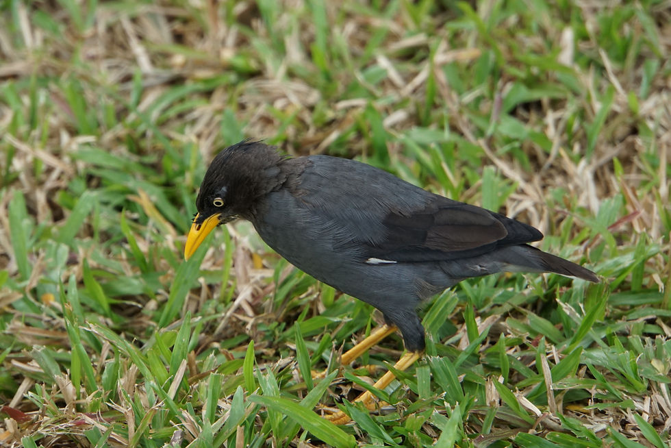 Java Myna in Singapur