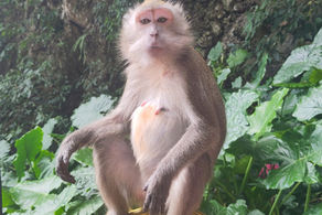 Langschwanzkmakak an den Batu Caves