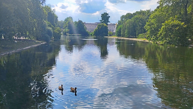 See im St. James's Park, im Hintergrund Buckingham Palace