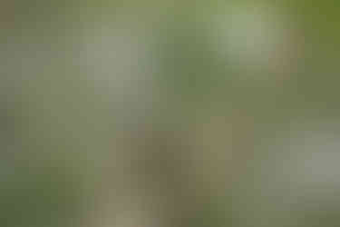 schwarzes Riesenhörnchen