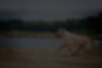 Golden retriever on the beach near the water_edited.jpg