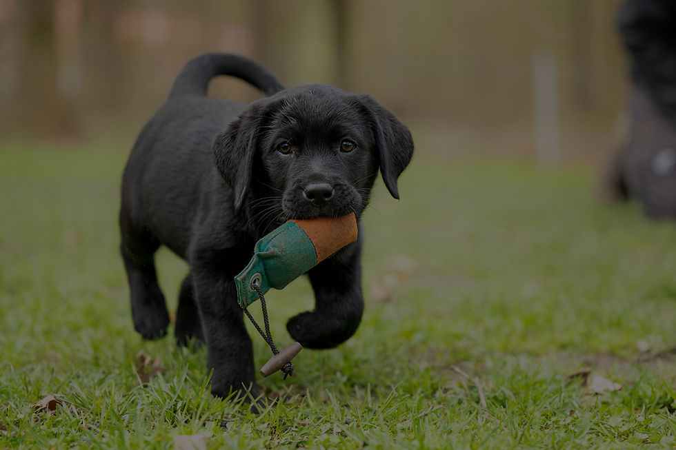 An 8 week old black Labrador puppy dog is playing with a toy on a green meadow_edited.jpg
