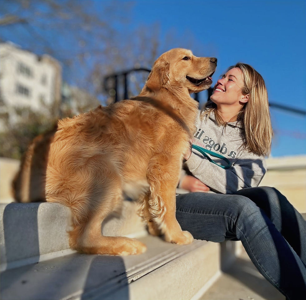 Trained goldn retriever