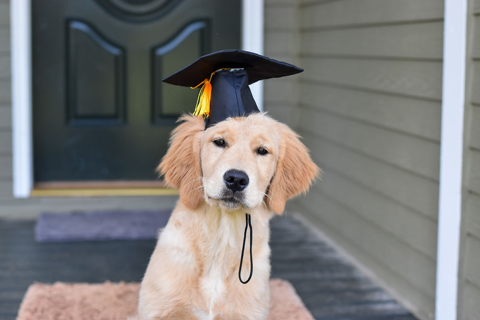 Is It Worth Paying for a Trained Puppy in 2025?