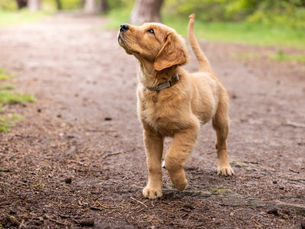 What Is a Trained Puppy?