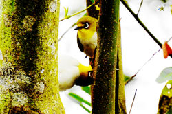 綠繡眼 Japanese White eye