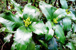 紅果金栗蘭 Glabrous Sarcandra