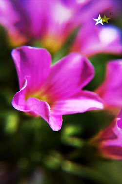紫花酢漿草 Broad-leaf wood-sorrel