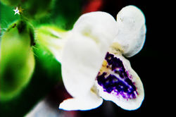 小花寬葉馬階花 Chinese violet