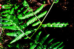 芒萁 Dicranopteris