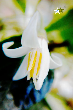 烏皮九芎Formosan snow-bell