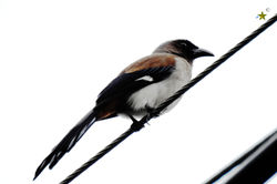 樹鵲 Grey Treepie