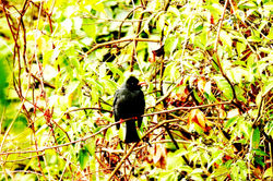 紅嘴黑鵯 Black Bulbul