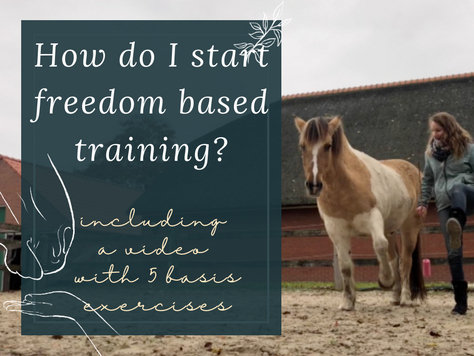 How do I start freedom based groundwork with horses?