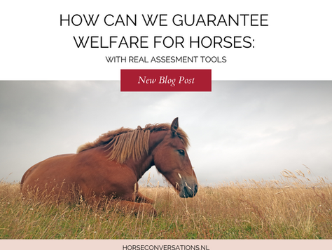 How can we guarantee welfare for our horses?