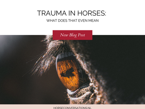 Trauma in Horses