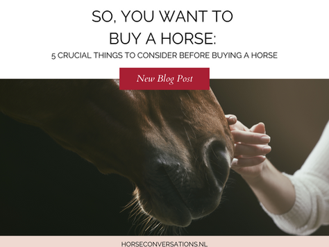 So, you want to buy a horse...