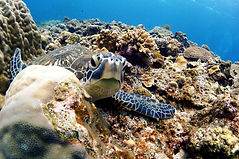 PADI diving course okinawa english