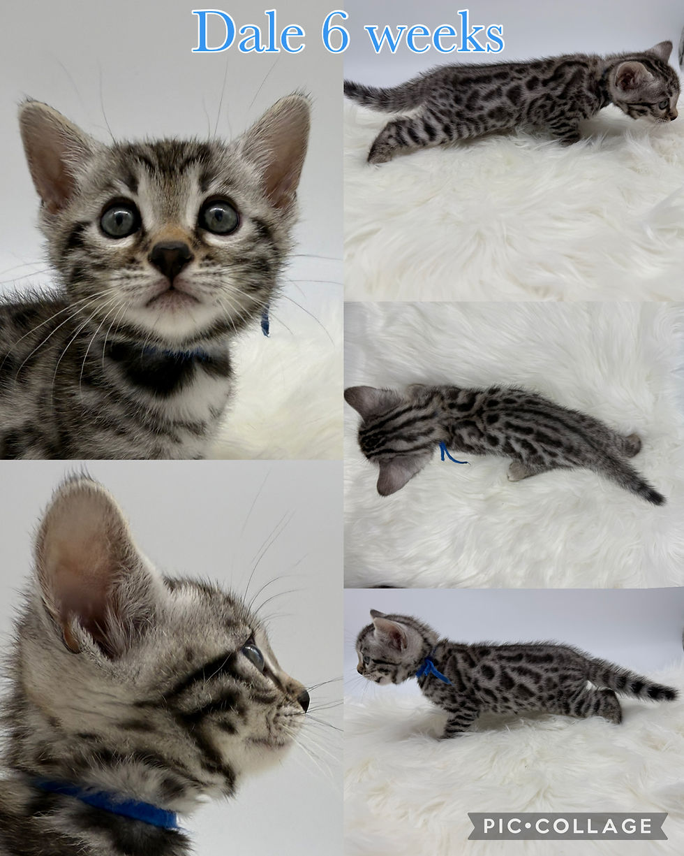 Dale 6 weeks