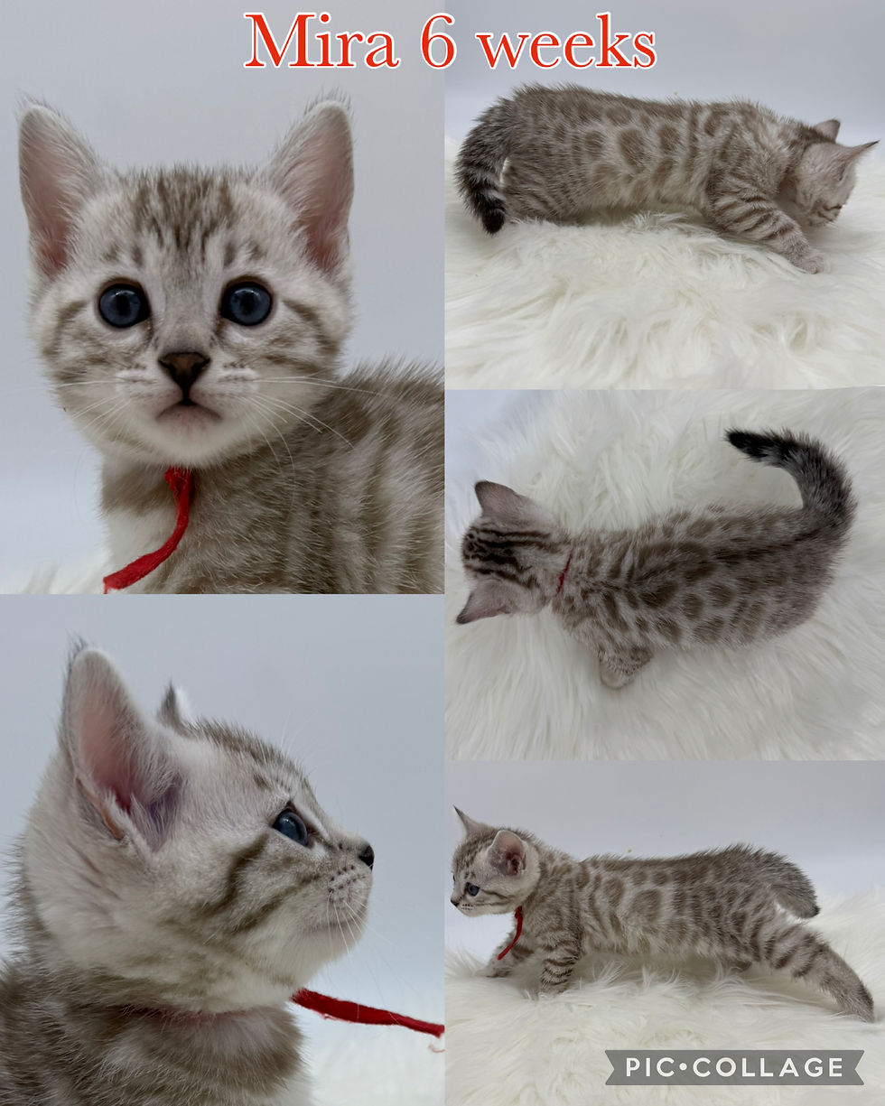 Mira 6 weeks