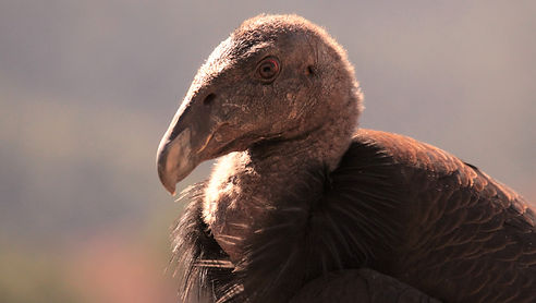 image_LearnAbout3.jpg