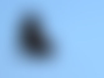 Condors Believed to be Nesting in Yurok Country for First Time in 100+ Years