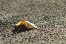 Alone, but Not Lonely