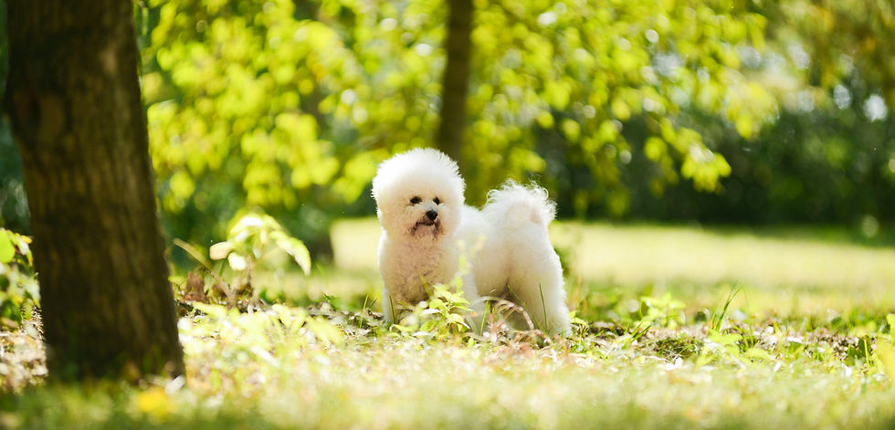 Bichon Frise Club of San Diego_edited.jpg