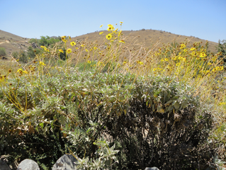A HIDEOUS PATTERN: INVASIVE SPECIES