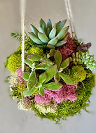 kokedama delux 1.jpg
