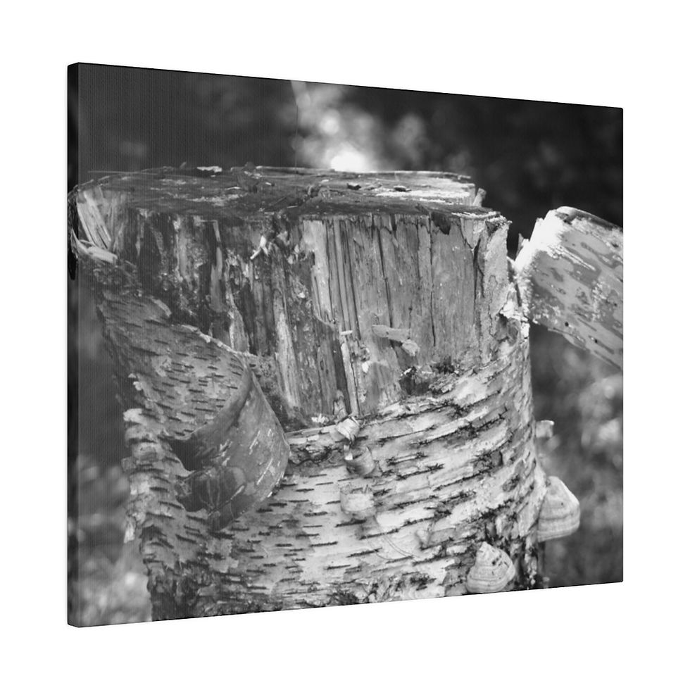 Thumbnail: Black & White Birch Tree Stump Bark Matte Canvas Stretched