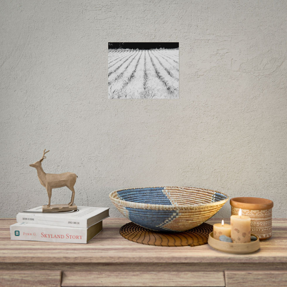 Thumbnail: Black & White Young Corn Crop in a Rural Field Photography Poster Print