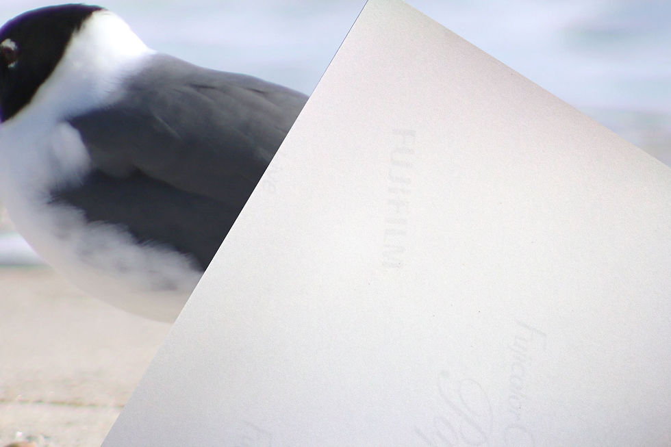 Thumbnail: Pair of Bonaparte's Gull Seagulls on the Beach Color Photography Print